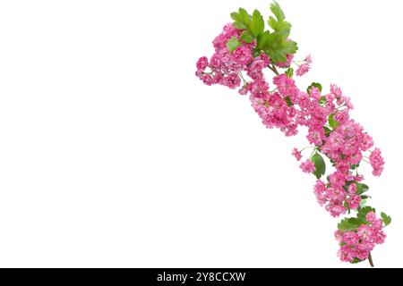 Branch of pink blossoms isolated on white background Stock Photo