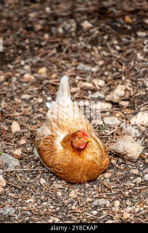 large mother hen sitting on her eggs free range in an orchard. Stock Photo