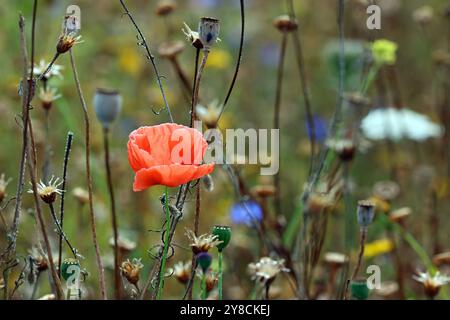 Late summer image of a bright red Poppy (Papaver Rhoeas) standing in a meadow where many of the surrounding wildflowers have become seed heads Stock Photo