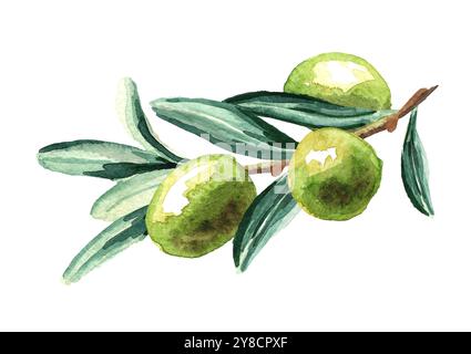 Watercolor hand drawn olive branch illustration Stock Photo - Alamy