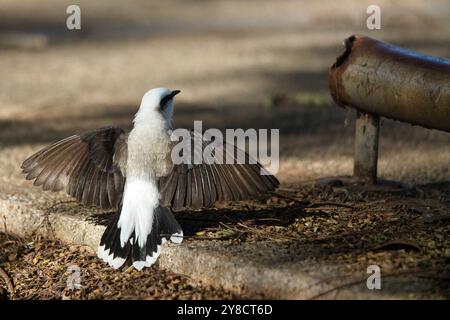 A small Masked Water-tyrant with a white tail is standing on a sidewalk. The bird is looking up at something in the distance Stock Photo