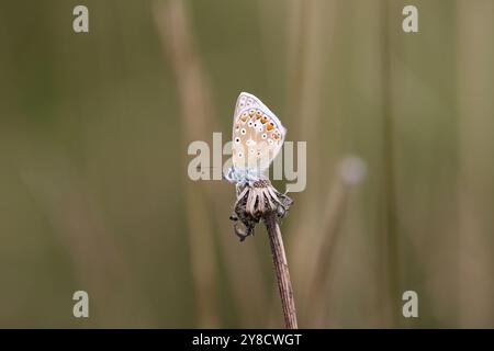 Common Blue Butterfly resting with wings closed - Polyommatus icarus Stock Photo
