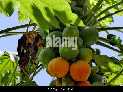 close up of papaya fruits ripening on carica papaya tree under tropical sunshine in caribbean garden Stock Photo