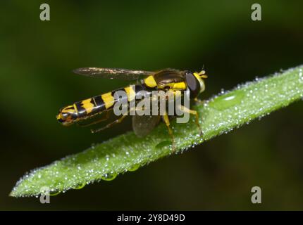 fly long hoverfly, Sphaerophoria scripta, sitting on a plant Stock Photo