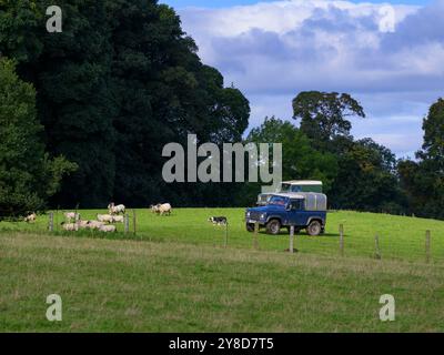 Land Rovers driving working together, rounding-up flock of animals (grazing fields & pastures, busy farmer, farm work) - West Yorkshire, England, UK. Stock Photo