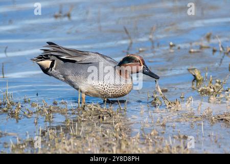 common teal, Anas crecca, Aiguamolls Emporda, Catalonia, Spain Stock Photo