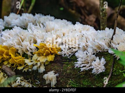 White and yellow fungi growing on a log in forest. Peru, South America. Stock Photo