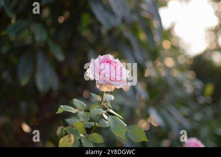 Rose in sunset Stock Photo