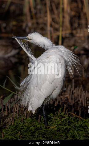 Egret at Gosforth park nature reserve Stock Photo