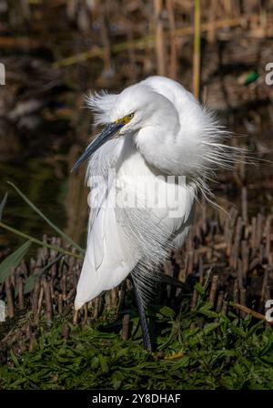 Egret at Gosforth park nature reserve Stock Photo