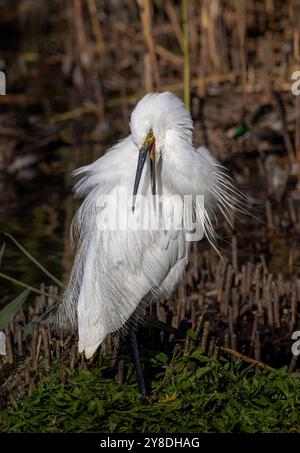 Egret at Gosforth park nature reserve Stock Photo