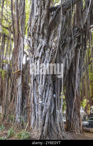 Park, garden, Les Jardin de la Compagnie, giant Bayan trees, Banyan Tree (Ficus benghalensis), Port Louis, Indian Ocean, island, Mauritius, Africa Stock Photo