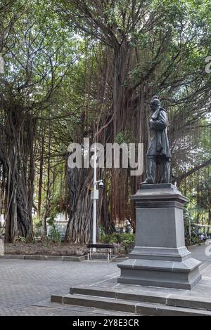 Park, garden, Les Jardin de la Compagnie, giant Bayan trees, Banyan Tree (Ficus benghalensis), Port Louis, Indian Ocean, island, Mauritius, Africa Stock Photo