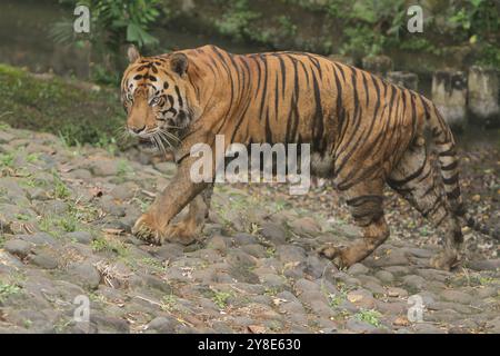 A Bengal tiger is standing in the grass looking around Stock Photo