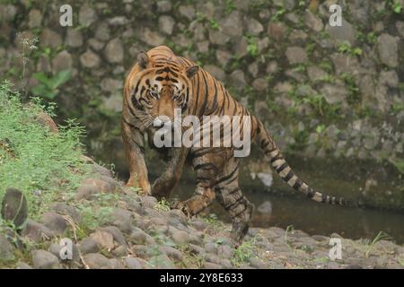 A Bengal tiger is standing in the grass looking around Stock Photo