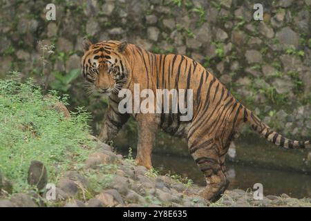 A Bengal tiger is standing in the grass looking around Stock Photo