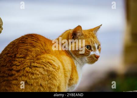 Orange stray cat on laying and observing Stock Photo