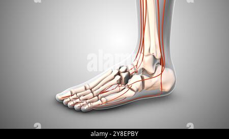 Diabetic blood vessel damage in the feet Stock Photo