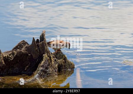 The House Sparrow (Passer domesticus) is looking for food in a tree stump Stock Photo