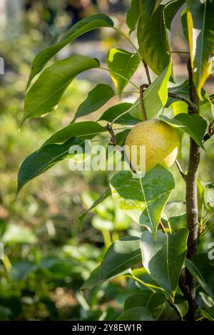 Japanese or Chinese pear tree with immature fruits on branches with leaves. Known as Persian pear, Korean pear, apple pear and other. Fruits growing i Stock Photo