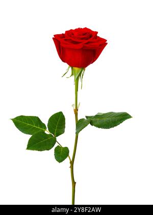 Single beautiful red rose isolated on a white background. Stock Photo