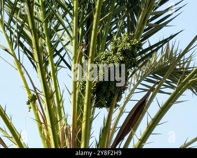 green dates fruit on a palm tree branches, Phoenix dactylifera, commonly known as the date palm, a flowering-plant species in the palm family, Arecace Stock Photo