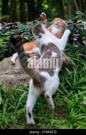Two cats fighting and playing Stock Photo