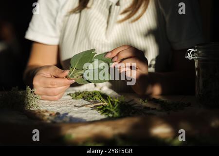 Middle selection of female hold sage leafs in hands. Work with herbs. The sun's rays shine on the hands  Stock Photo