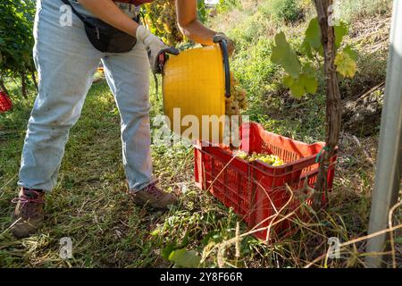 Closeup of grape harvester pouring freshly picked white grapes from yellow bucket into red crate. Showcasing manual labor in vineyard during wine grap Stock Photo