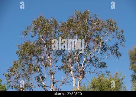 Tall branches of Australian Lemon-scented gum, Corymbia citriodora. Green leaves and peeling silver bark in early springtime. Liked by native birds. Stock Photo