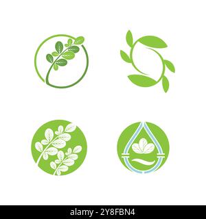 Moringa Leaf Logo Template Vector Symbol Nature Stock Vector