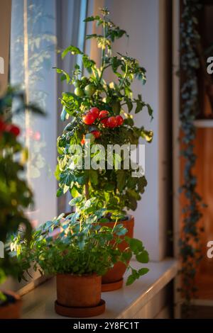 Homegrown small bush of balcony cherry red tomato in clay pot growing on windowsill at home.  Stock Photo