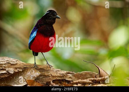 Black-crowned pitta Erythropitta ussheri also black-headed or black-and-crimson pitta, brightly coloured ground-dwelling bird endemic to Borneo, color Stock Photo