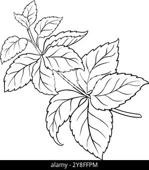Melissa Branch with Leaves Outline Illustration Stock Vector Image ...