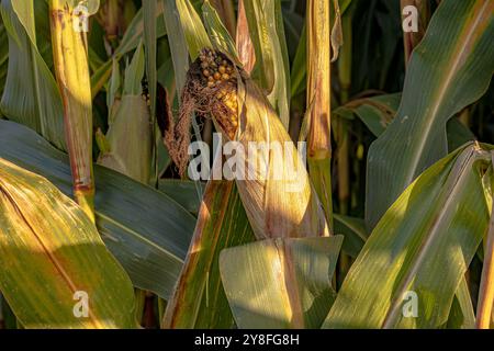 A cornfield is a vast expanse of tall, green stalks, with golden ears of corn ripening under the sun. The field sways gently in the breeze, creating a Stock Photo