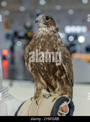 A majestic falcon captured in a striking pose, showcasing its sharp, focused eyes ,Falconry is the hunting of wild animals in their natural state and Stock Photo