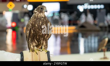 A majestic falcon captured in a striking pose, showcasing its sharp, focused eyes ,Falconry is the hunting of wild animals in their natural state and Stock Photo