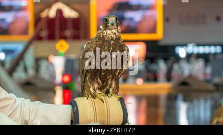 A majestic falcon captured in a striking pose, showcasing its sharp, focused eyes ,Falconry is the hunting of wild animals in their natural state and Stock Photo