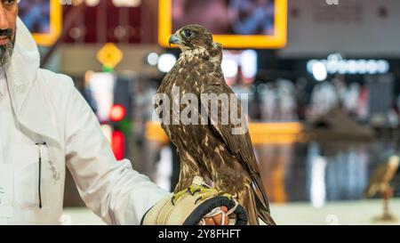 A majestic falcon captured in a striking pose, showcasing its sharp, focused eyes ,Falconry is the hunting of wild animals in their natural state and Stock Photo