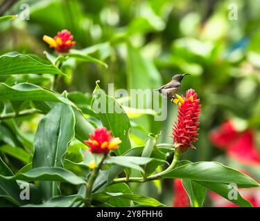 single Seychelles sunbird, Colibir on Red Indonesian Wax Ginger flower (Tapeinochilos ananassae) flower in the flower exotic garden, Mahe, Seychelles Stock Photo