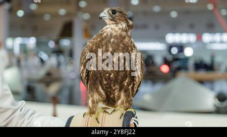 A majestic falcon captured in a striking pose, showcasing its sharp, focused eyes ,Falconry is the hunting of wild animals in their natural state and Stock Photo