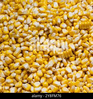 Fresh raw corn cobs separated from their bunch, displaying natural yellow kernels with a clean, organic appearance. The cobs highlight agricultural f Stock Photo