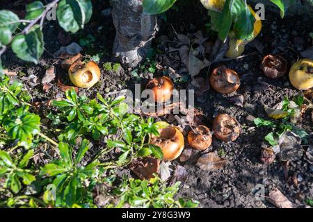 Windfall apples rotting on the ground Stock Photo
