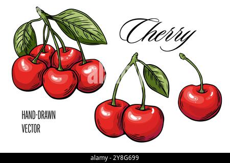 Cherry berry sketch set, engraving. Color. Fruit vector isolated on white background Stock Vector