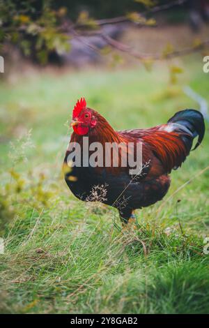 Free range Welsummer Chicken Stock Photo - Alamy