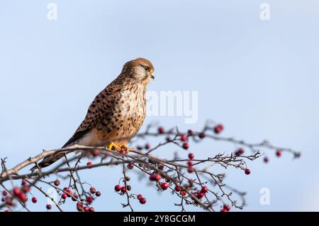 Common kestrel perched on a tree branch with red berries against blue sky, UK. Stock Photo