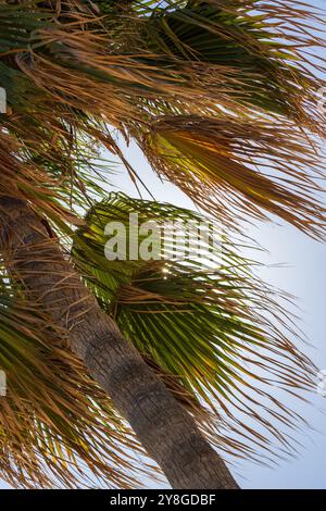 This image shows a close-up view of two palm trees with a clear blue sky in the background. Stock Photo