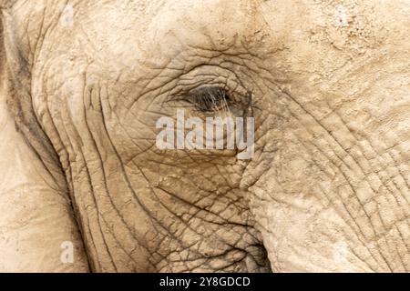 This image features a marble-like texture with visible lines and patterns on the left side, transitioning from light to dark tones. Stock Photo