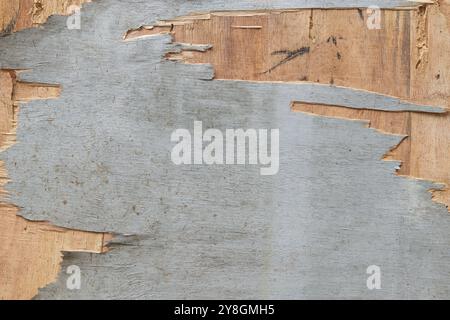 peeled off layers and damaged plywood background, old aged wooden board backdrop, textured wallpaper in full frame Stock Photo