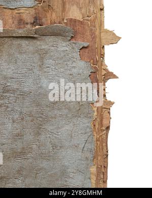 broken frayed edges of old damaged plywood board on white background, wood deteriorated due to natural occurring close-up view Stock Photo